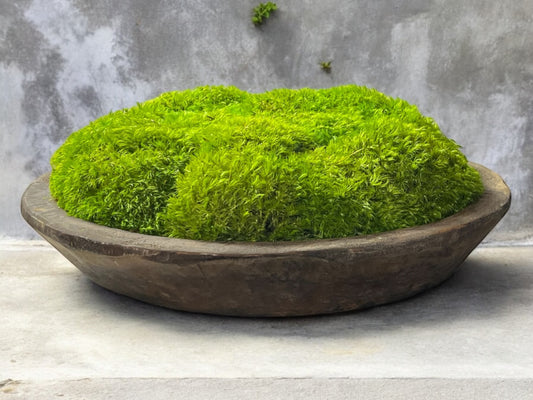 12" or 16"  Round Rustic Wood Moss Bowl
