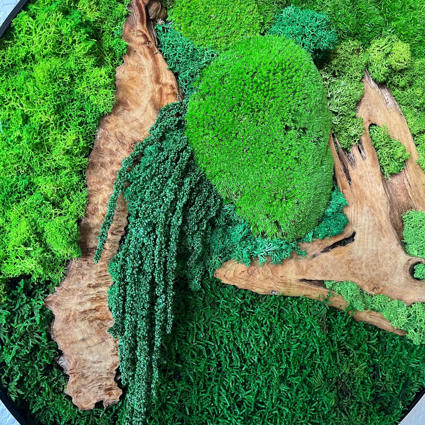Preserved Moss Wall Art Round 12” or 20”