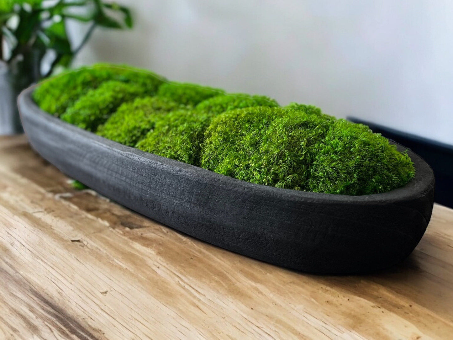 24" Preserved Moss Bowl Paulownia Wood