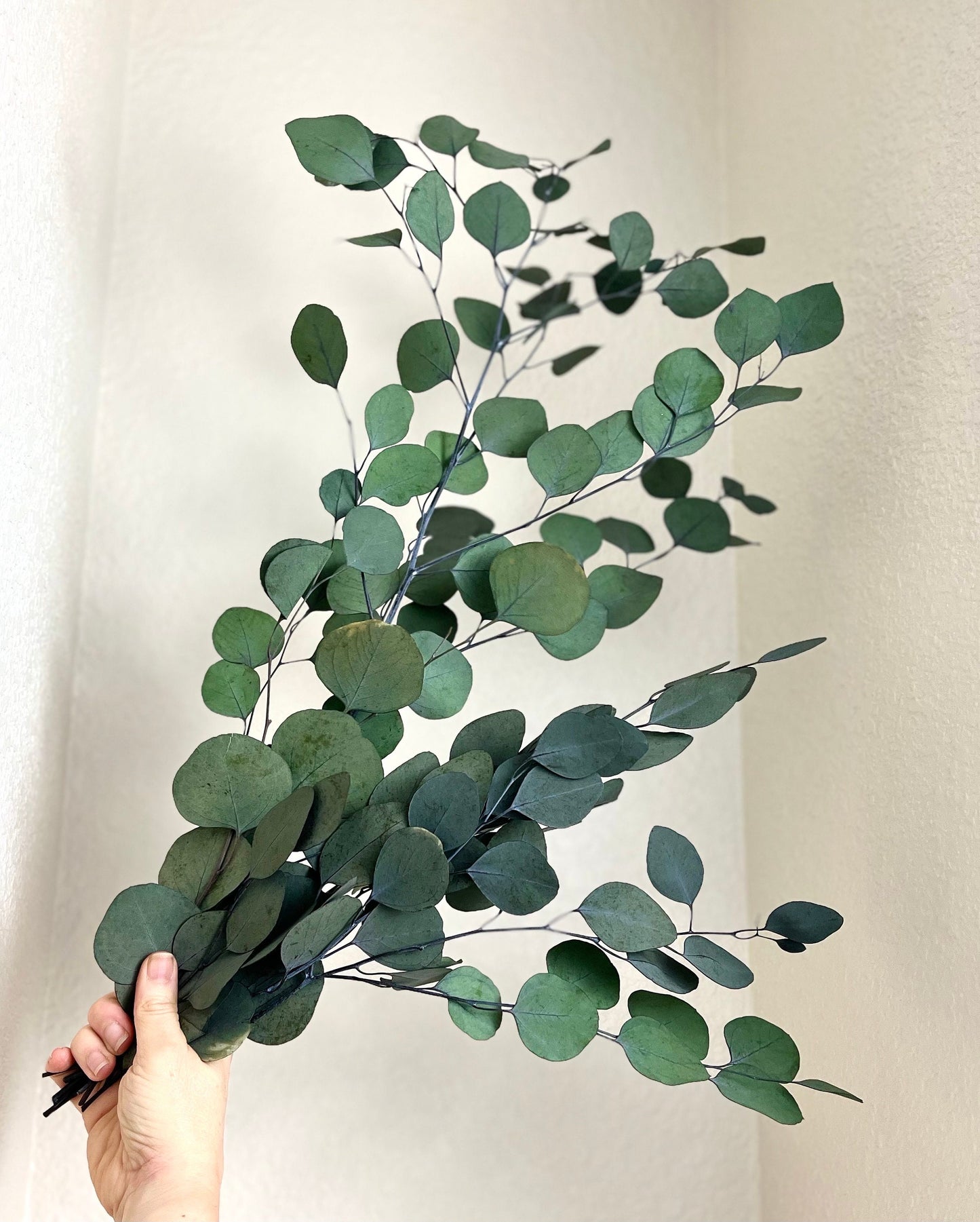 Preserved Dried Eucalyptus Leaves