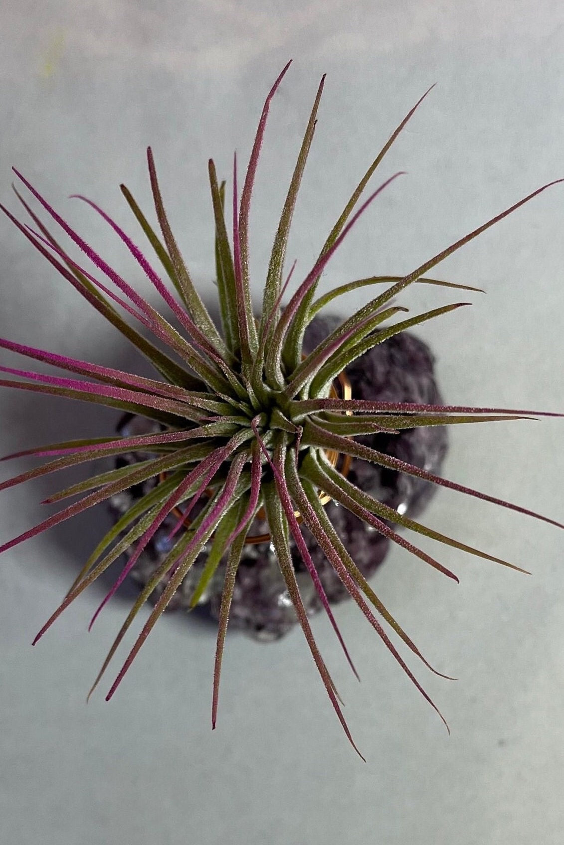 Botryoidal Lepidolite Crystal w/ Air Plant Holder