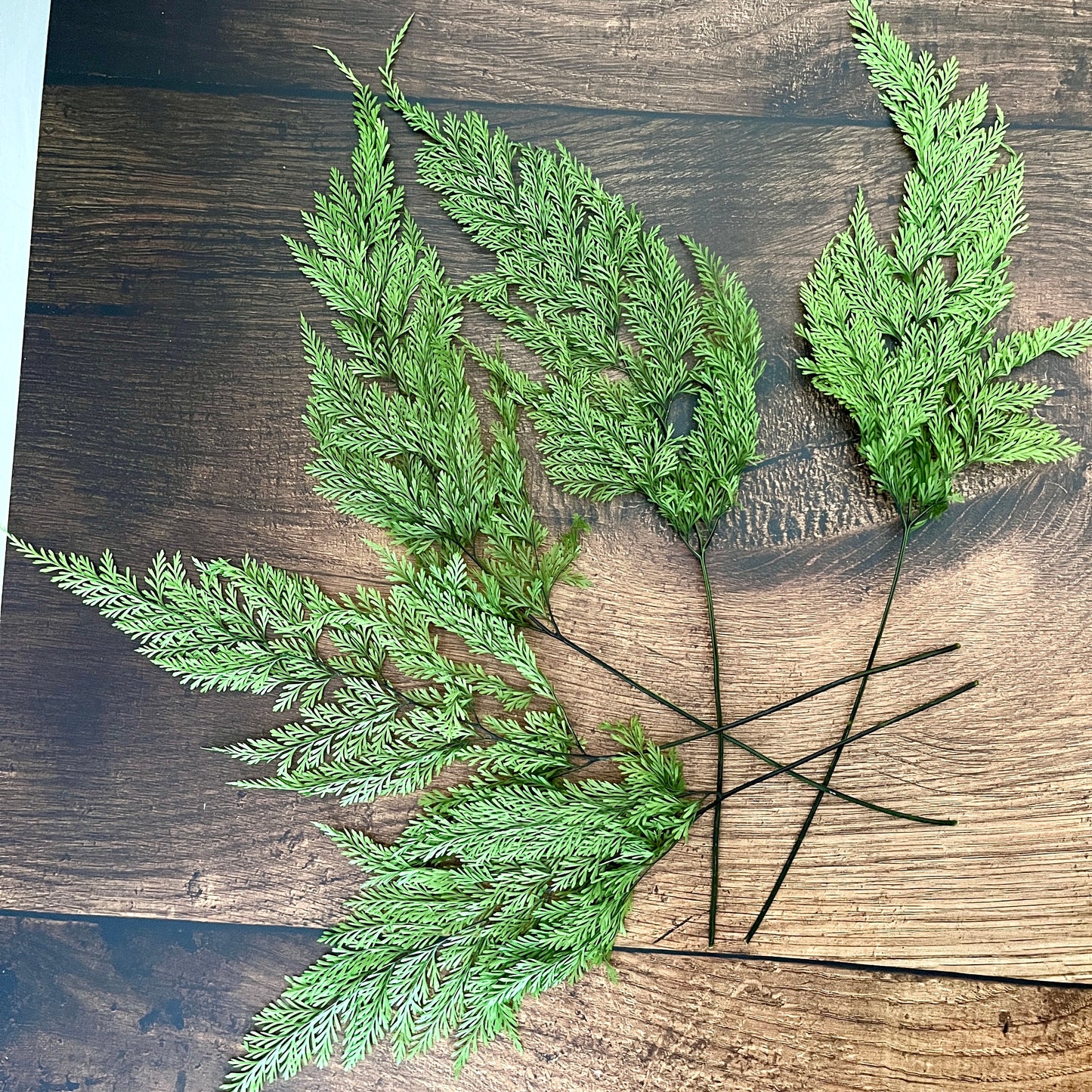 Preserved Tabalia Fern Stems