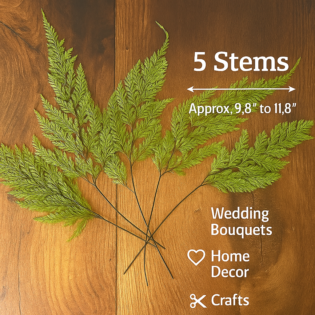 Preserved Tabalia Fern Stems