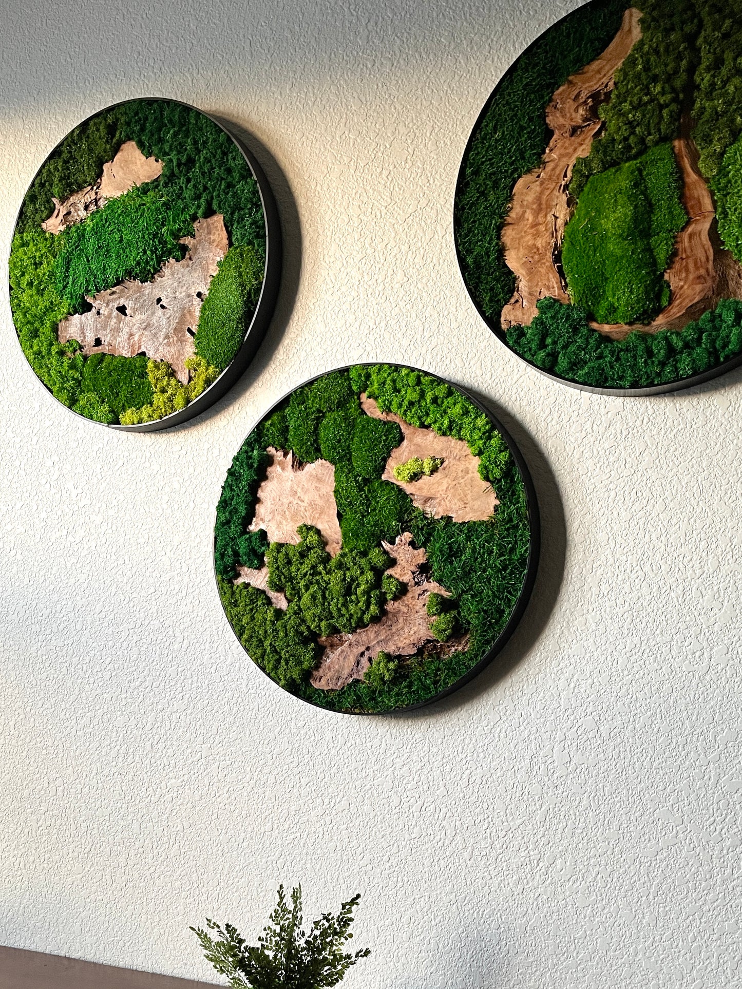 Preserved Moss Wall Art Round 12” or 20”