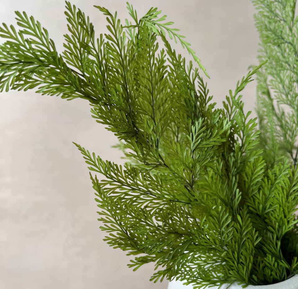 Preserved Tabalia Fern Stems