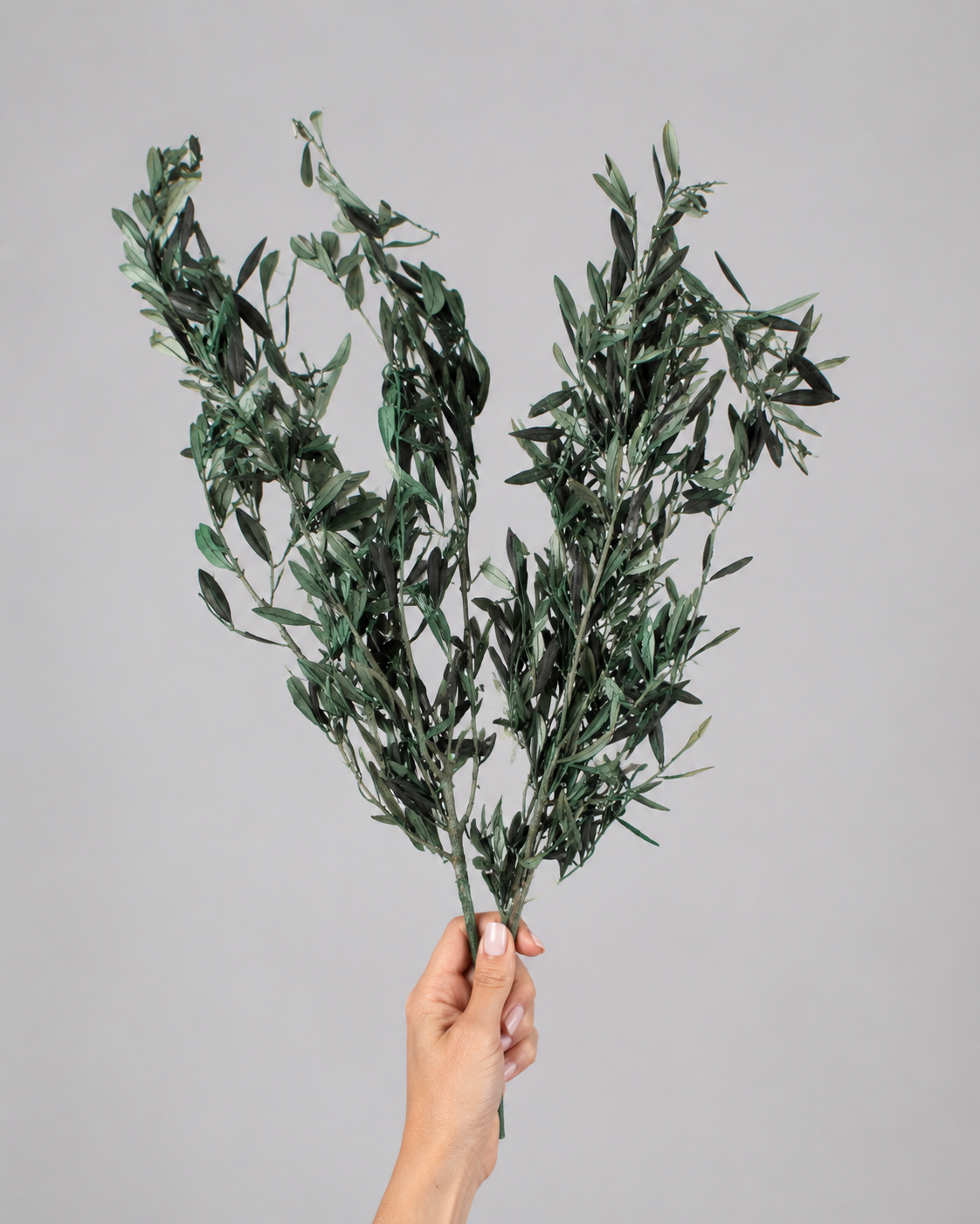 Preserved Olive Branches – Real Dried Mediterranean Greenery Stems for Tall Vase