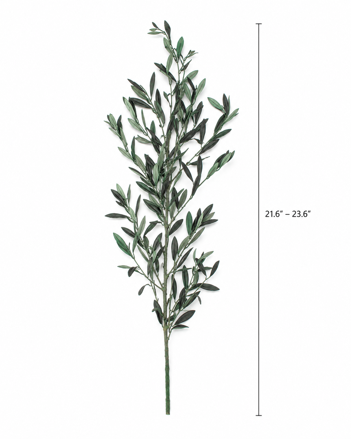 Preserved Olive Branches – Real Dried Mediterranean Greenery Stems for Tall Vase