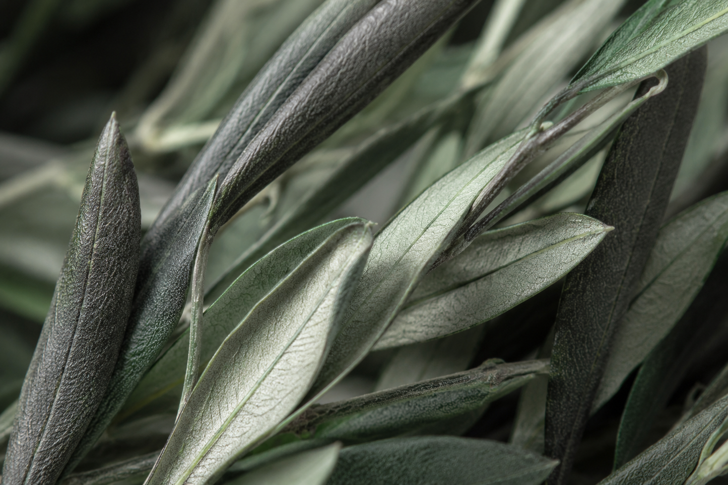 Preserved Olive Branches – Real Dried Mediterranean Greenery Stems for Tall Vase