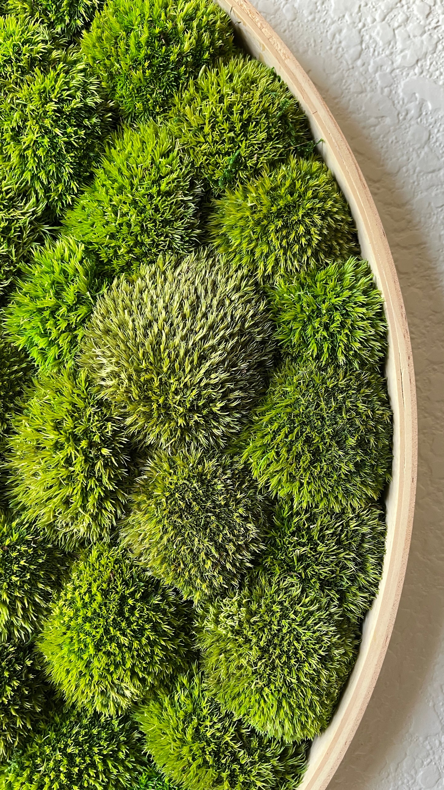 Custom Round Preserved Moss Wall Art