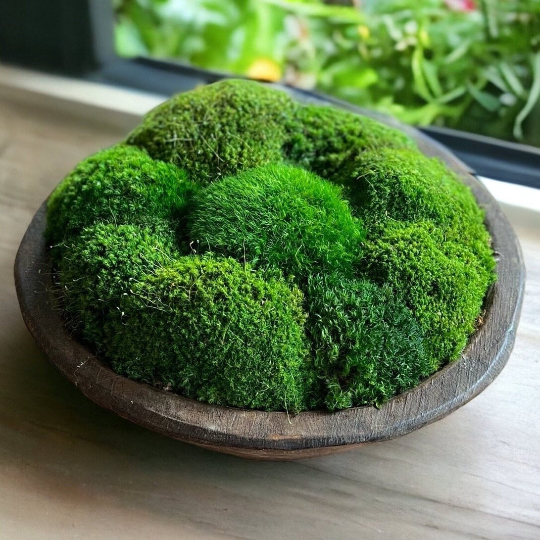 12" Round Rustic Wood Moss Bowl