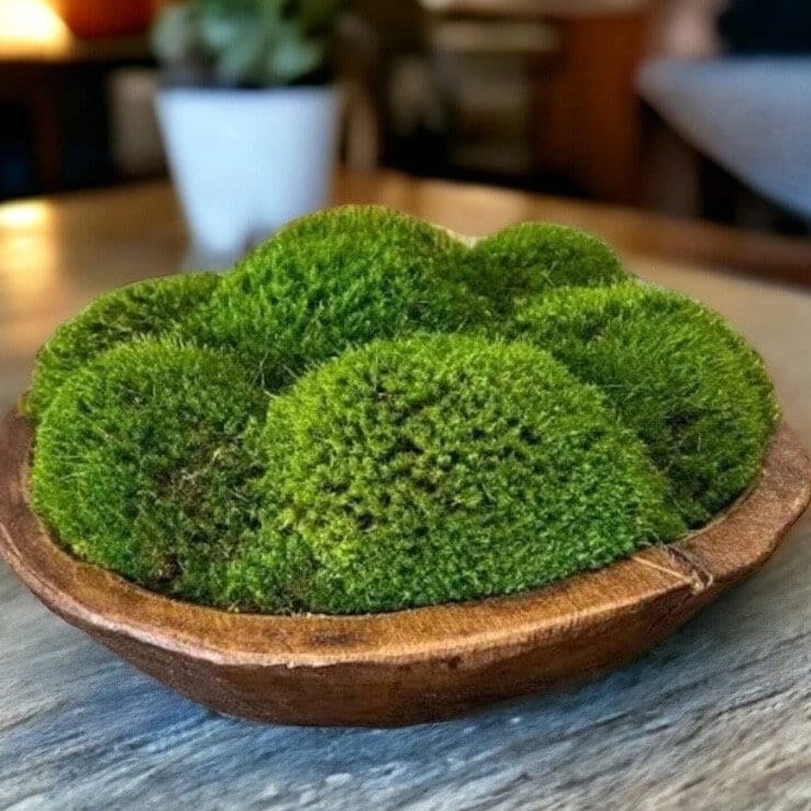 12" Round Rustic Wood Moss Bowl