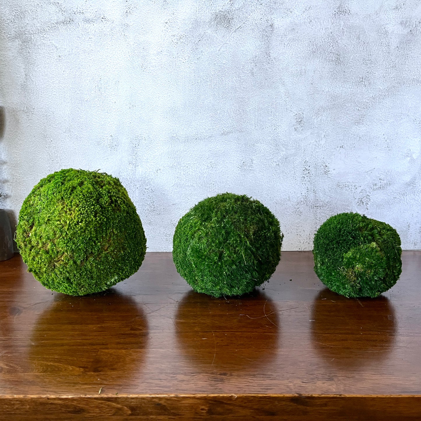 Preserved Moss Ball