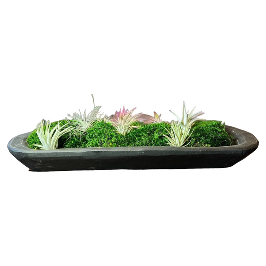 20" Preserved Moss Centerpiece w/ Air Plant